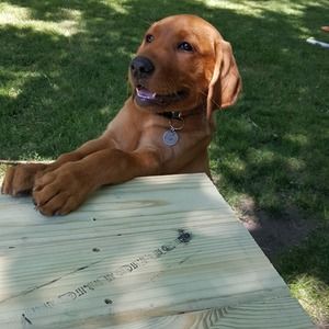 Meet your Posher, Corey